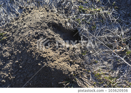 A hole in the ground. Groundhog burrow in the field. 103620936