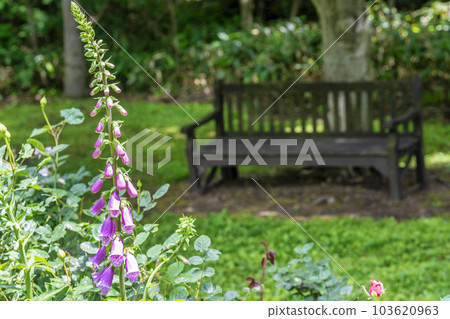 Foxgloves blooming in the park Early summer's early summer Kami-cho, Miyagi prefecture 103620963