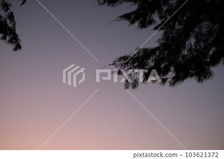 印度尼西亞吉利島的夜空和樹木剪影 103621372