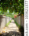 印度尼西亞吉利島綠樹成蔭的直巷 103621377