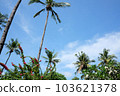 印度尼西亞吉利群島高大的棕櫚樹 103621378