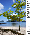 菲律賓愛妮島平靜的海灘和幼樹 103621719