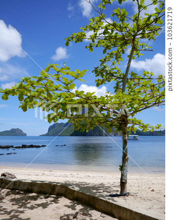 菲律賓愛妮島平靜的海灘和幼樹 菲律賓愛妮島平靜的海灘和幼樹 103621719
