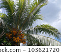 菲律賓愛妮島的一棵大棕櫚樹 103621720