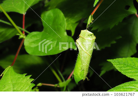 Swing of Himeko Otoshibumi Swing of Himeko Otoshibumi 103621767