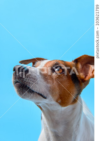 Close up portrait of Dog Jack Russell Terrier on a blue background.  103621789
