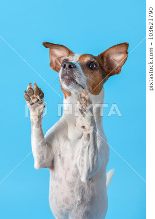 Dog Jack Russell Terrier raised his paws and looks up while sitting on Dog Jack Russell Terrier raised his paws and looks up while sitting on 103621790