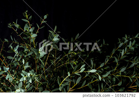 Branch of eucalyptus parvifolia on a black background. 103621792