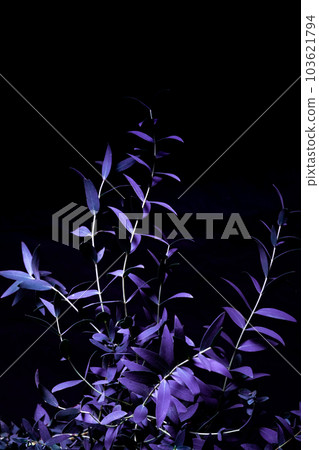 eucalyptus parvifolia in cold purple tones on a black background 103621794