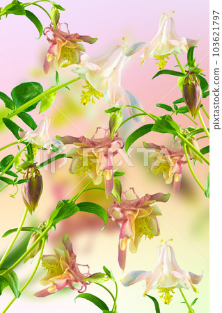 Beautiful aquilegia flowers. Festive floral on a soft pink background Beautiful aquilegia flowers. Festive floral on a soft pink background 103621797