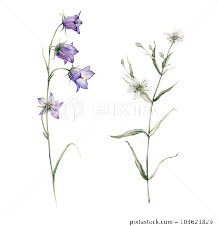 Close-up of blue spreading bellflower flowers. Campanula patula, little bell, bluebell, rapunzel. Rabelera holostea, stellaria.Watercolor hand painting illustration on isolate white background. Close-up of blue spreading bellflower flowers. Campanula patula, little bell, bluebell, rapunzel. Rabelera holostea, stellaria.Watercolor hand painting illustration on isolate white background. 103621829