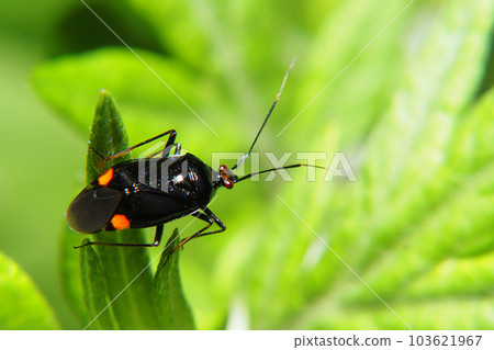 猴子黑尖鯊魚 103621967