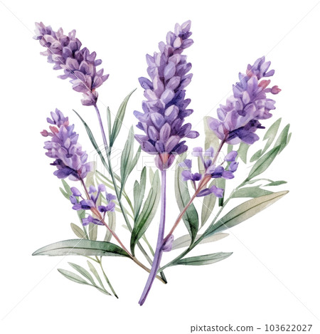 Lavender flowers isolated. Illustration AI Generative Lavender flowers isolated. Illustration AI Generative 103622027