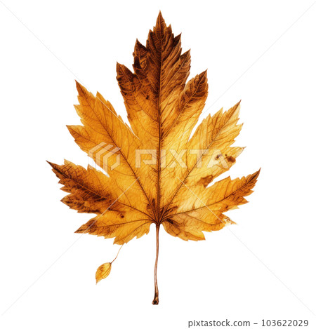 Autumn leaf isolated. Illustration AI Generative Autumn leaf isolated. Illustration AI Generative 103622029