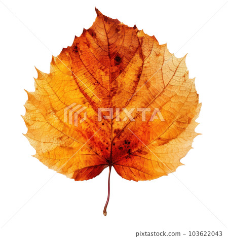 Autumn leaf isolated. Illustration AI Generative Autumn leaf isolated. Illustration AI Generative 103622043