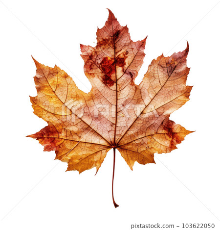 Autumn leaf isolated. Illustration AI Generative Autumn leaf isolated. Illustration AI Generative 103622050