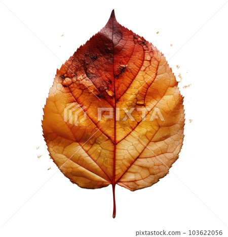 Autumn leaf isolated. Illustration AI Generative Autumn leaf isolated. Illustration AI Generative 103622056