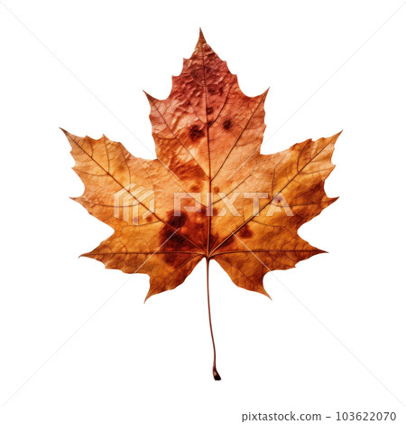 Autumn leaf isolated. Illustration AI Generative Autumn leaf isolated. Illustration AI Generative 103622070