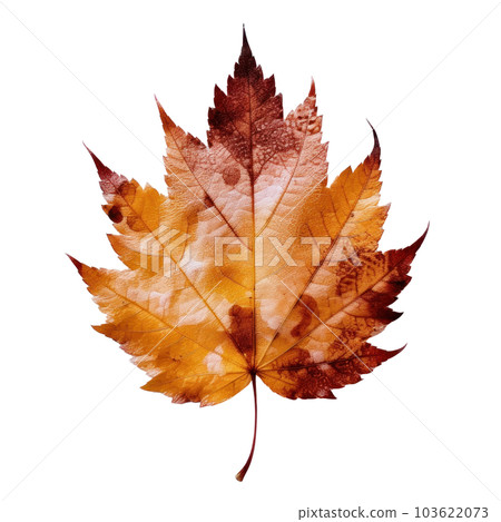 Autumn leaf isolated. Illustration AI Generative Autumn leaf isolated. Illustration AI Generative 103622073