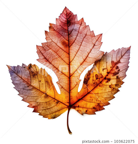Autumn leaf isolated. Illustration AI Generative Autumn leaf isolated. Illustration AI Generative 103622075