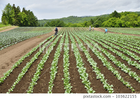 Shooting weeding work in a cabbage field in Otobe, Hokkaido in early summer 103622155