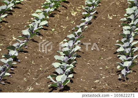 Photographing a newly transplanted cabbage field in Otobe, Hokkaido in early summer 103622271