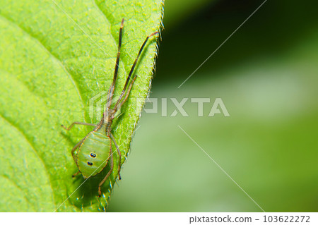 Larva of a kind of stinkbug Larva of a kind of stinkbug 103622272