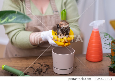 Horticulture and home gardening, woman hands close up holding hyacinth bulb plant with roots ready to repotting ceramic pot, biophilia and greenery Horticulture and home gardening, woman hands close up holding hyacinth bulb plant with roots ready to repotting ceramic pot, biophilia and greenery 103622294