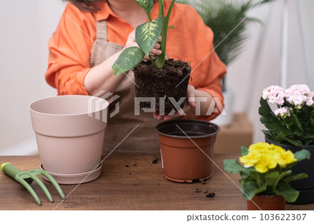 Home gardening and biophilic design concept, Woman replanting and potting dieffenbachia plant at home wooden table. Home gardening and biophilic design concept, Woman replanting and potting dieffenbachia plant at home wooden table. 103622307