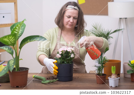 magic of plant care, woman reproduces and transplants home plant into a new pot.watering with spray bottle potted plant with proper drainage and new soil.  103622317