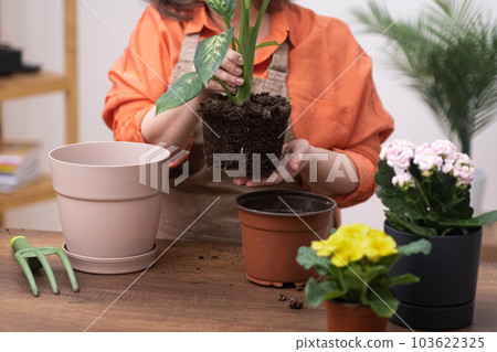 Close up female gardener hands planting dieffenbachia plant and repotting . house plants care. Growing flowers in modern room. Home gardening concept. 103622325