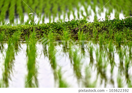 Flowers quietly blooming in paddy fields 103622392