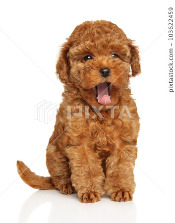 Yawning Poodle Puppy on White Background Yawning Poodle Puppy on White Background 103622459