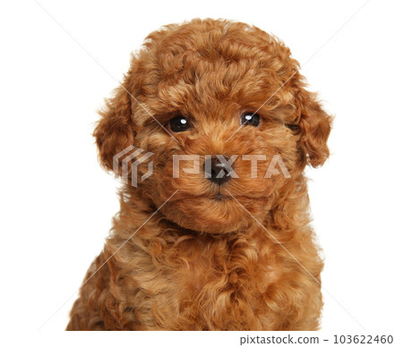 Close-up of a Adorable Red Toy Poodle Puppy 103622460