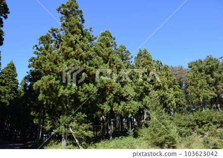 雪松樹針葉林 103623042