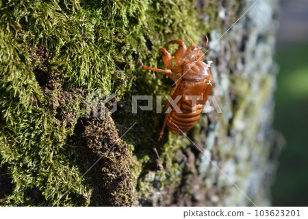 Cicada shell Cicada shell 103623201