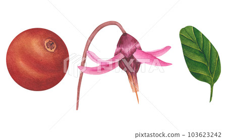 Hand drawn Watercolor Red lingonberry. Set of Cranberry. Illustration of forest wild plants. Isolated objects on white background for packaging design, postcards, print Hand drawn Watercolor Red lingonberry. Set of Cranberry. Illustration of forest wild plants. Isolated objects on white background for packaging design, postcards, print 103623242