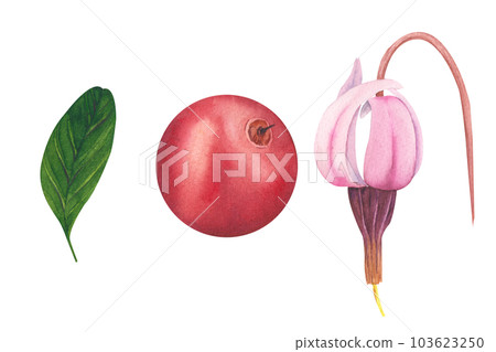Hand drawn Watercolor Red lingonberry. Set of Cranberry. Illustration of forest wild plants. Isolated objects on white background for packaging design, postcards, print Hand drawn Watercolor Red lingonberry. Set of Cranberry. Illustration of forest wild plants. Isolated objects on white background for packaging design, postcards, print 103623250