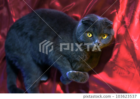lop-eared british cat gray and purple hue. Scottish cat. Fold-eared Scotsman. Beautiful cat close-up. Creative photo. High quality photo 103623537
