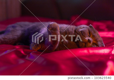 lop-eared british cat gray and purple hue. Scottish cat. Fold-eared Scotsman. Beautiful cat close-up. Creative photo. High quality photo 103623540