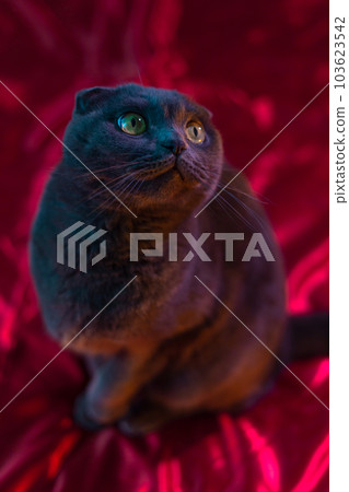 lop-eared british cat gray and purple hue. Scottish cat. Fold-eared Scotsman. Beautiful cat close-up. Creative photo. High quality photo lop-eared british cat gray and purple hue. Scottish cat. Fold-eared Scotsman. Beautiful cat close-up. Creative photo. High quality photo 103623542