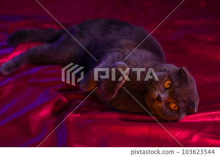 lop-eared british cat gray and purple hue. Scottish cat. Fold-eared Scotsman. Beautiful cat close-up. Creative photo. High quality photo lop-eared british cat gray and purple hue. Scottish cat. Fold-eared Scotsman. Beautiful cat close-up. Creative photo. High quality photo 103623544