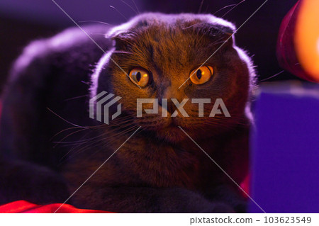 lop-eared british cat gray and purple hue. Scottish cat. Fold-eared Scotsman. Beautiful cat close-up. Creative photo. High quality photo 103623549