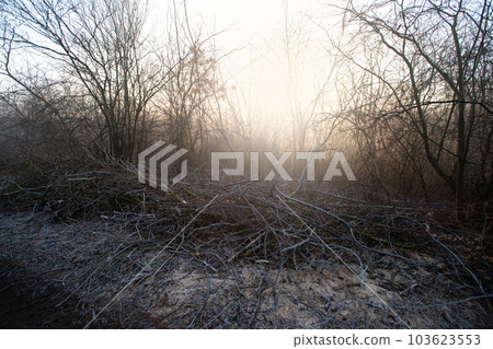 Deforestation for firewood for heating. Blackout. Preparation of brushwood for the winter, furnace firebox. Deforestation of beautiful pristine forest areas.fuel for heating. winter.Wood cutting Deforestation for firewood for heating. Blackout. Preparation of brushwood for the winter, furnace firebox. Deforestation of beautiful pristine forest areas.fuel for heating. winter.Wood cutting 103623553