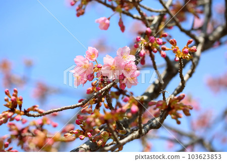 Kawazuzakura in full bloom 103623853