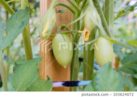 After flowers have blossomed petite green tomatoes gradually emerge thrive in springtime 103624072