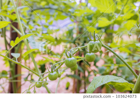 Following flowering stage tiny green tomatoes emerge grow throughout summer season Following flowering stage tiny green tomatoes emerge grow throughout summer season 103624073