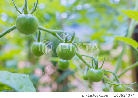Once flowers are gone small green tomatoes begin to develop during spring 103624074