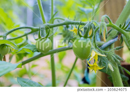 After flowering just evolved petite green tomatoes grow in spring After flowering just evolved petite green tomatoes grow in spring 103624075