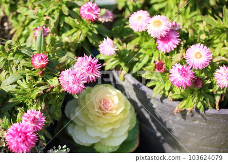 Mughiwaragikiku的花朵 103624079